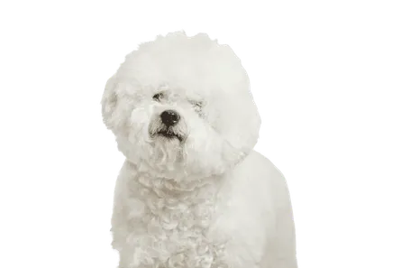 Bichon Frise 3