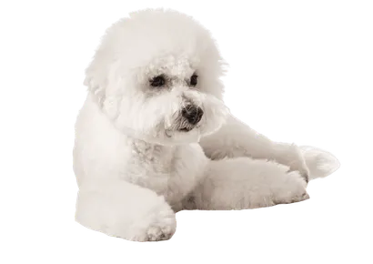 Bichon Frise (5)