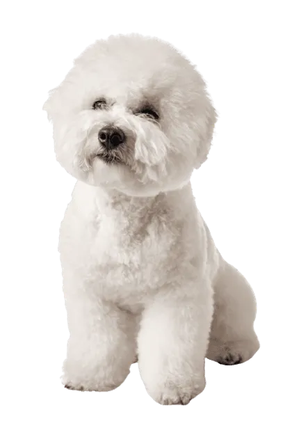 Bichon Frise 5