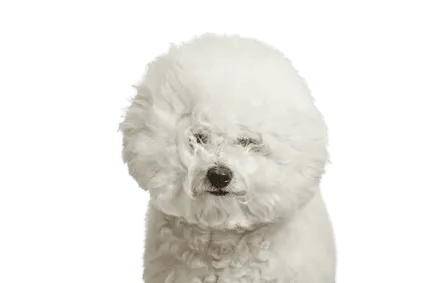 Bichon Frise