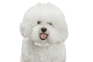 Bichon Frisé