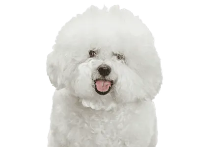 Bild für Bichon Frisé
