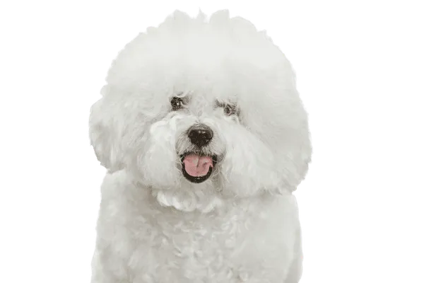 Bichon Frisé Bild
