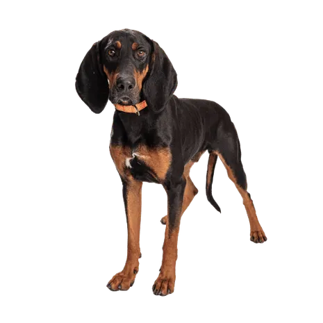 Black-and-Tan-Coonhound-4