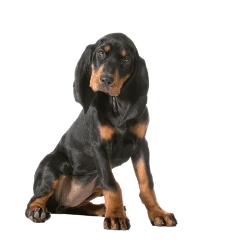 Black-and-Tan-Coonhound-3