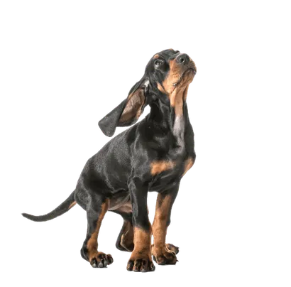 Black-and-Tan-Coonhound-6