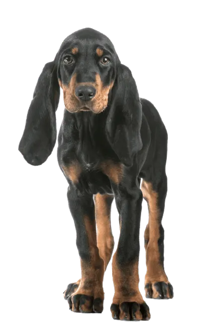Black-and-Tan-Coonhound-7