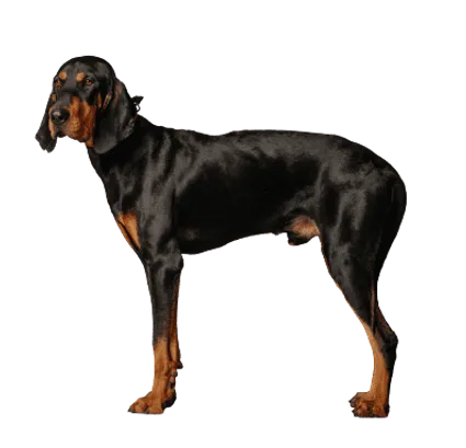 Black-and-Tan-Coonhound-5