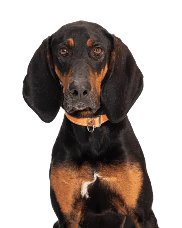 Black and Tan Coonhound Bild