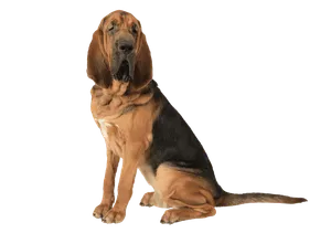 Bloodhound (2)
