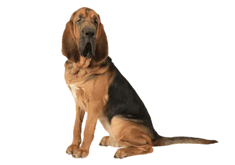 Bloodhound (2)