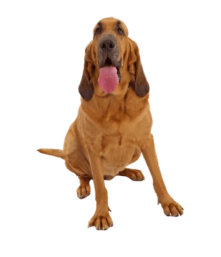 Bloodhound (3)