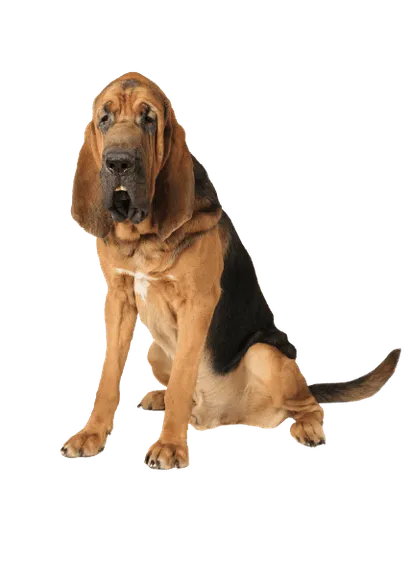 Bloodhound (5)