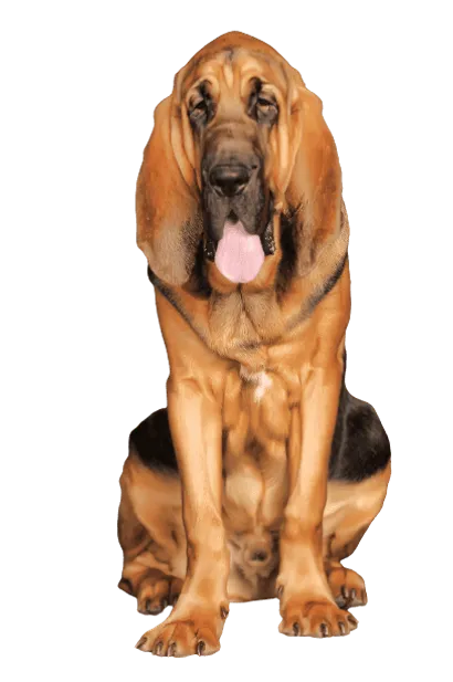 Bloodhound (6)