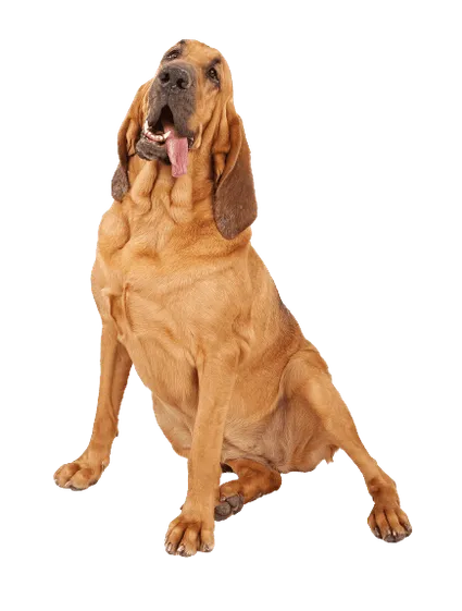 Bloodhound (4)