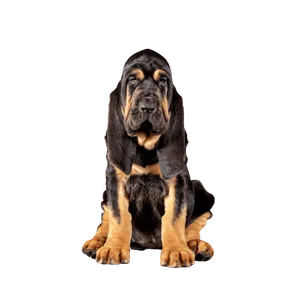 Bloodhound