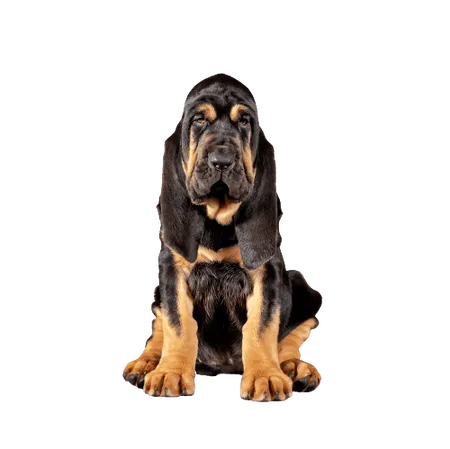 Bild für Bloodhound