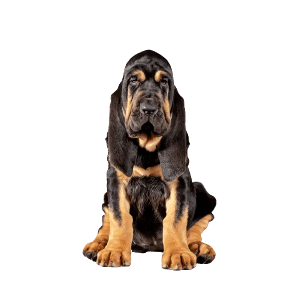 Bloodhound Bild