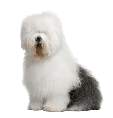 Bobtail Bild 1