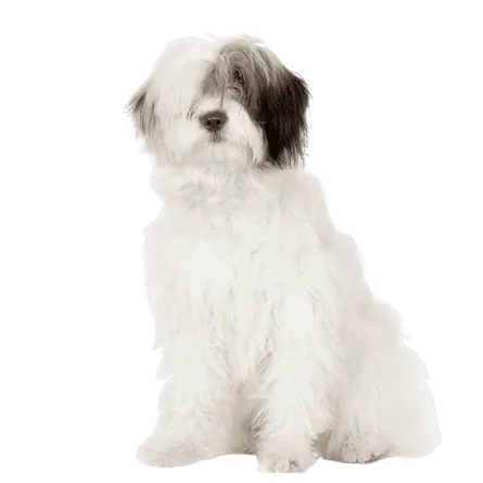 Bobtail Adult