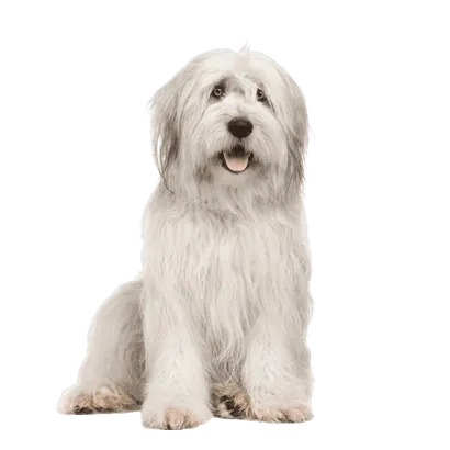 Bobtail Senior