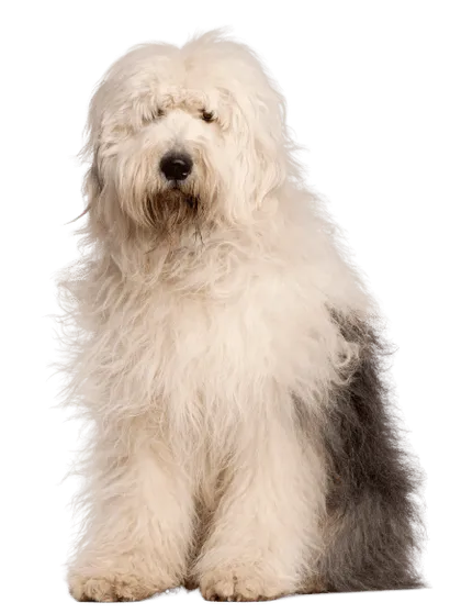 Bobtail