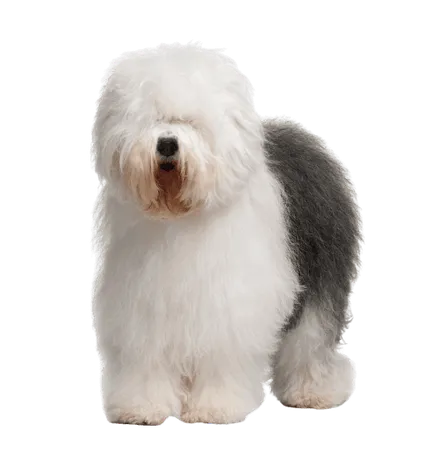 Old English Sheepdog