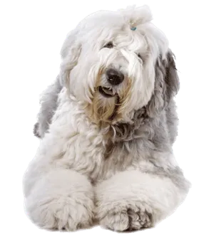 Bobtail