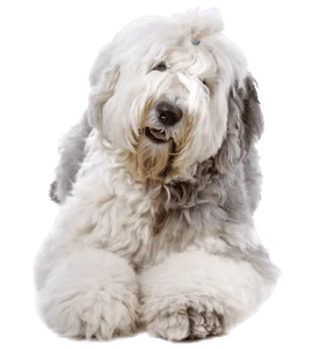 Bobtail