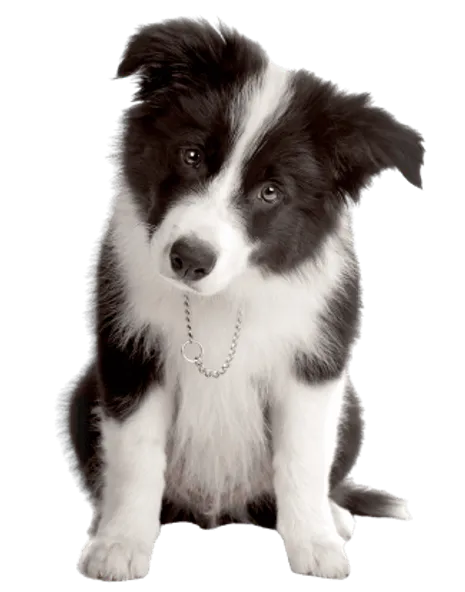 Border Collie Puppy