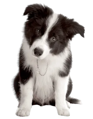 Border Collie Puppy