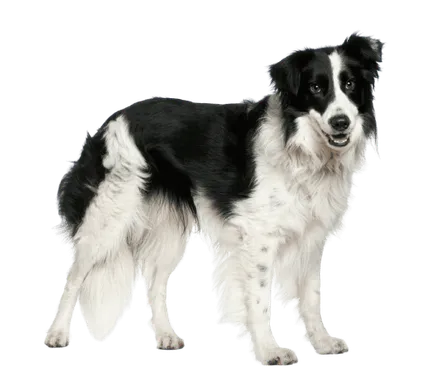 Border Collie (3)