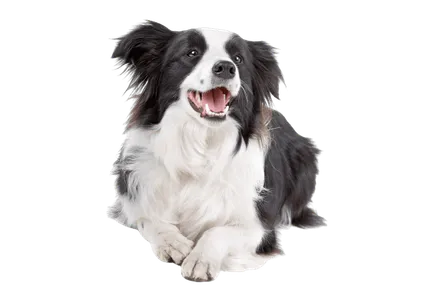 Border Collie (1)