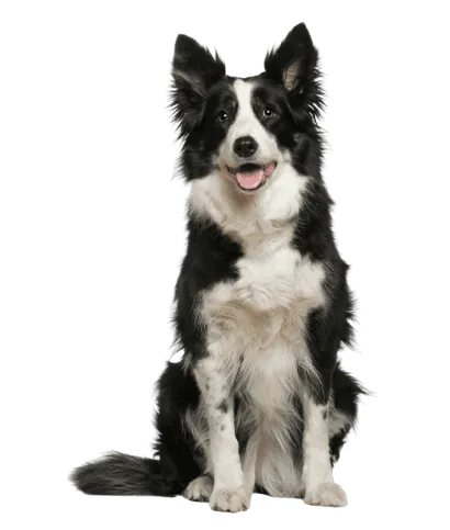 Border Collie (4)