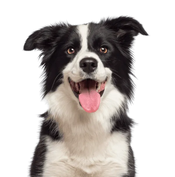 Border Collie Bild