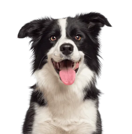 Bild für Border Collie