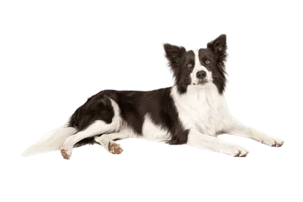 Border Collie (5)