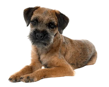 border terrier (1)