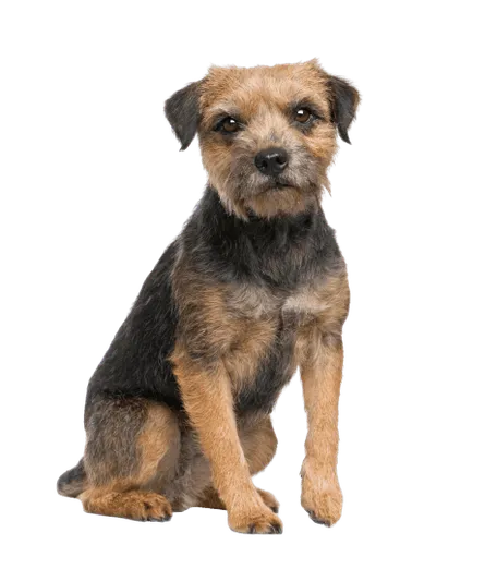border terrier (3)