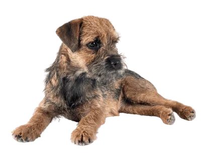 border terrier 1