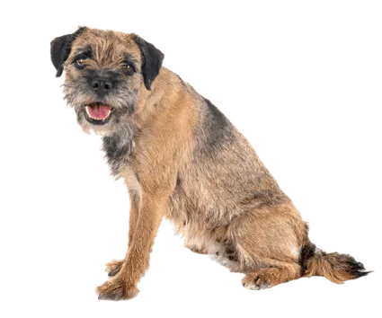 border terrier (4)