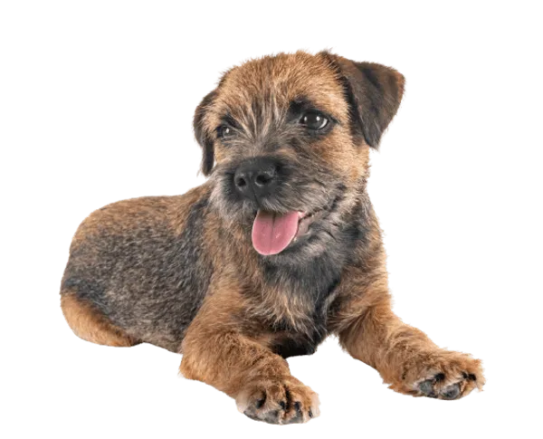 Border Terrier Bild