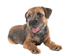 Border Terrier