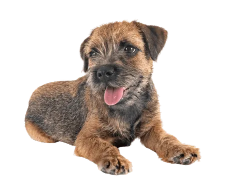 Bild für Border Terrier