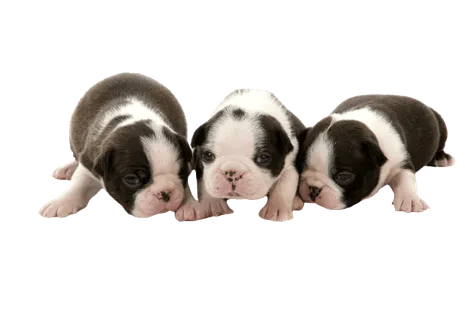 Boston-Terrier-6