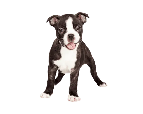 Boston-Terrier-5
