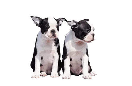 Boston-Terrier-4