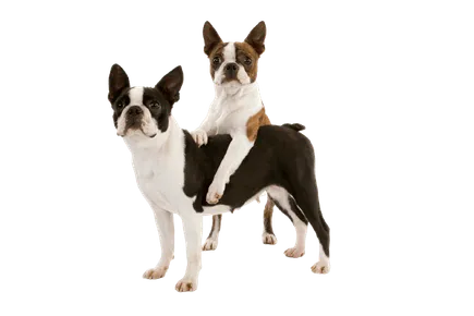 Boston-Terrier-1