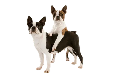 Boston-Terrier-1