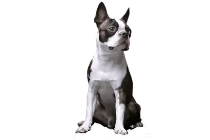 Boston-Terrier-2